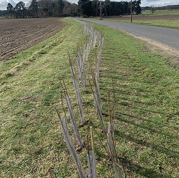 Hedge2